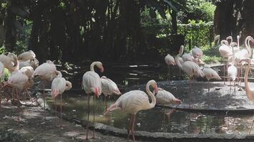 A group of flamingos standing in a pond video