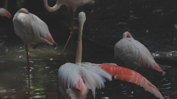 A group of flamingos standing in the water video
