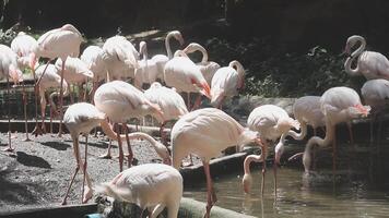A flock of flamingos are standing in the water video