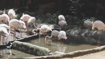 A group of flamingos standing in a pond video