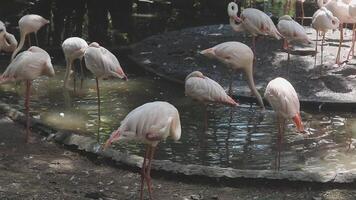 A group of flamingos standing in a pond video