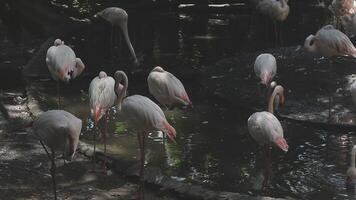 A group of flamingos standing in the water video