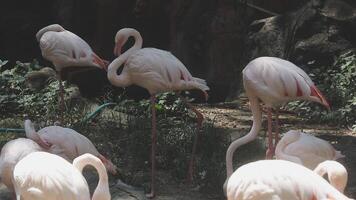 A group of flamingos standing in the grass video