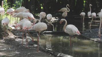 A group of flamingos standing in a pond video