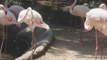 A group of flamingos standing next to a pond video