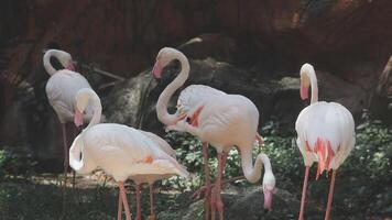 A group of flamingos standing in the grass video