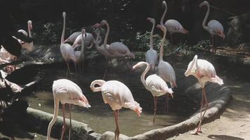 A group of flamingos standing in a pond video