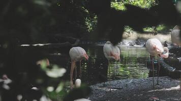 Flamingos in the zoo video
