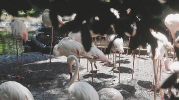A group of flamingos standing in the shade of a tree video