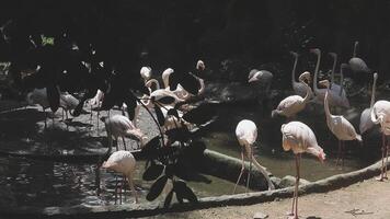 A group of flamingos standing in a pond video