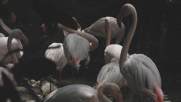 A group of flamingos standing in the water video