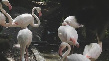 A group of flamingos standing in the water video
