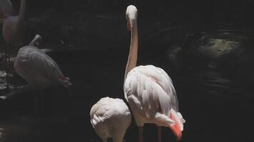 Two flamingos standing in the water at the zoo video