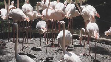 A group of flamingos standing in a pond video