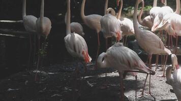 A group of flamingos standing next to each other video