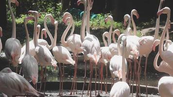 A group of flamingos standing in a pond video