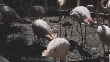 A group of flamingos standing in a field video