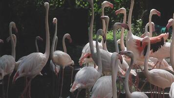A flock of flamingos standing in a pond video