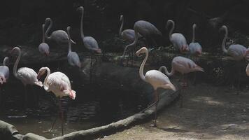 A group of flamingos standing around a pond video
