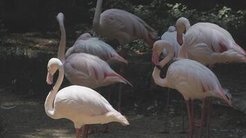 A group of flamingos standing in a field video