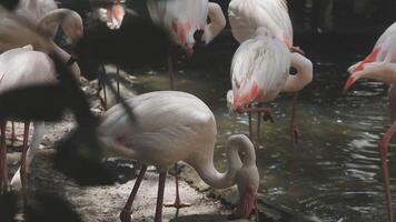 A group of flamingos standing in the water video
