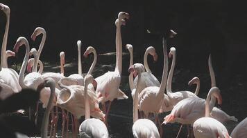 A flock of flamingos standing in a pond video