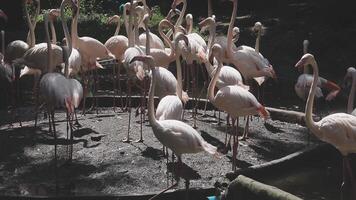 A group of flamingos standing in a pond video