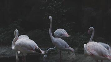 A group of flamingos standing in a pond video