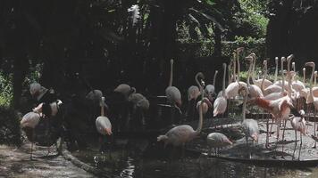 A group of flamingos standing in a pond video