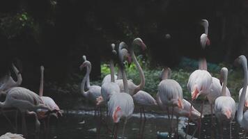 A group of flamingos standing in the water video