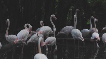 A group of flamingos standing in the water video