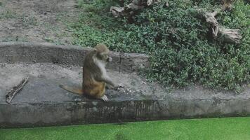 A monkey sitting on a ledge in an enclosure video