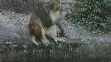 A monkey sitting on a ledge near a water source video