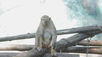 A monkey sitting on a log in front of a waterfall video