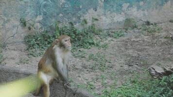 A monkey is standing on a rock in an enclosure video