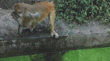 A monkey is standing on the edge of a pond video