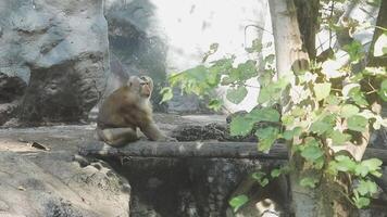 A monkey sitting on a rock in a zoo video