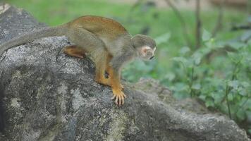 A monkey is standing on a rock in the zoo video