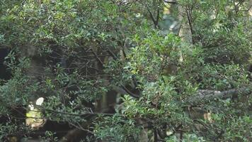 A bird is sitting on a tree branch video