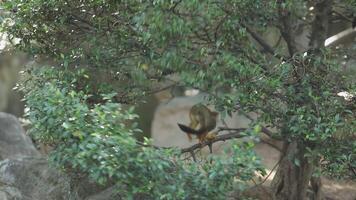 A monkey is sitting on a tree branch video