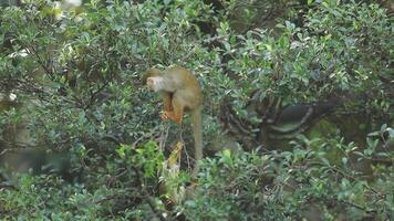 A monkey is sitting in a tree with its back to the camera video