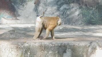 A monkey standing on a rock in an enclosure video