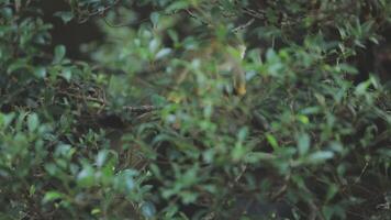 A monkey is sitting in the trees video