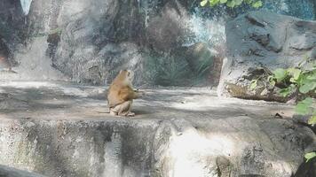 A monkey sitting on a rock in a zoo video