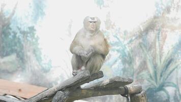 A monkey sitting on a branch in an enclosure video