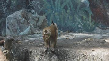 A monkey walking on a rock in front of a wall video