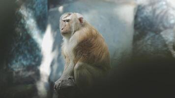 A monkey sitting on a rock in a zoo video