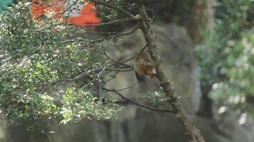 A monkey is sitting on a tree branch video