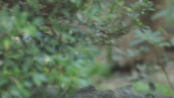 A close up of a zebra in the wild video
