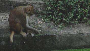 A monkey sitting on the edge of a pond video